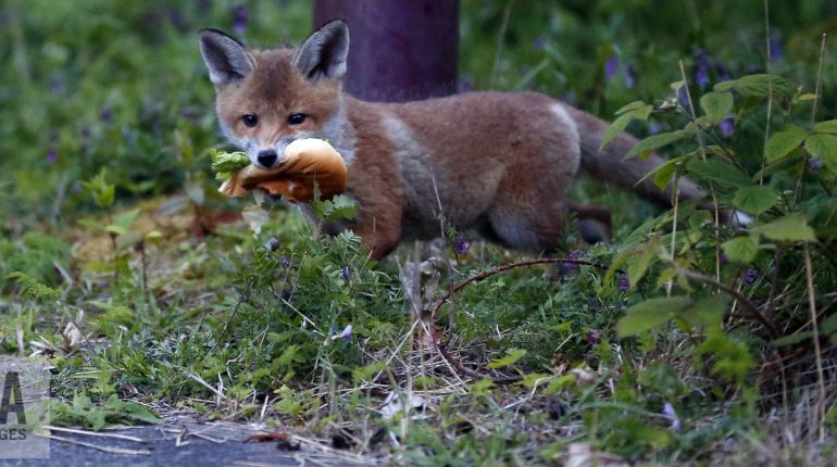 What do pet foxes eat, do pet foxes bite?