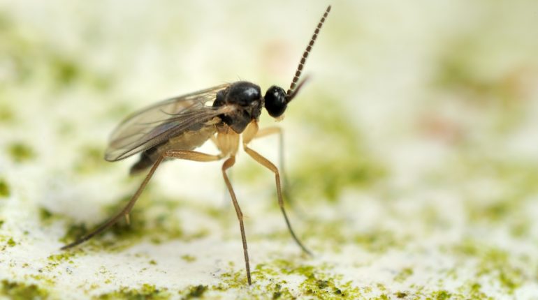 How to get rid of fungus gnats?