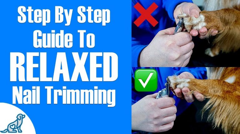 How to trim dog nails