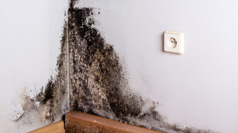How to get rid of mold?